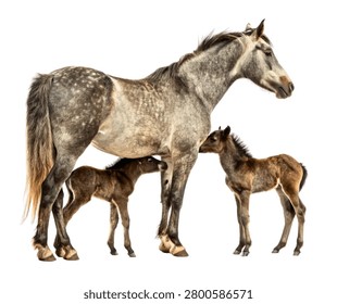 Gray Draft Horse Mare with Dark Foal Domestic Equine Family Isolated on White Background