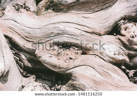 Gray dry tree trunk texture. Driftwood without bark