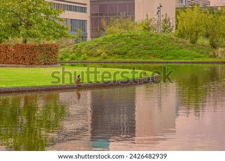 A gray duck sits on the edge near the water of a pond on green grass in the city. Copenhagen, Denmark