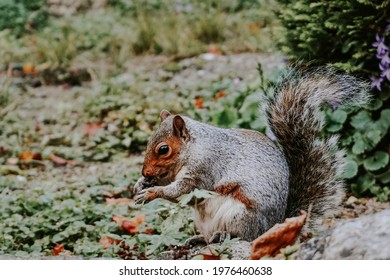 Gray Eastern Fox Squirrel In The Forest