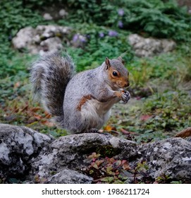 Gray Eastern Fox Squirrel In The Forest