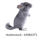 Gray ebonite chinchilla on white background. Isoltaed