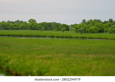 Gray Far Eastern heron (Ardea cinerea jouyi) standing motionless in shallow water among grass, hunting for fish during the golden evening hours in the Russian Far East.

