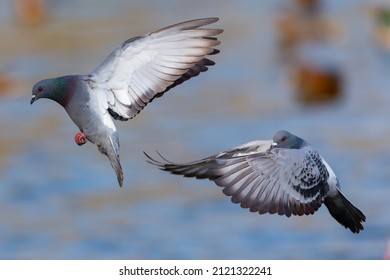 Gray feathered pigeons flying over a lake or pond. urban birds. homing pigeons
