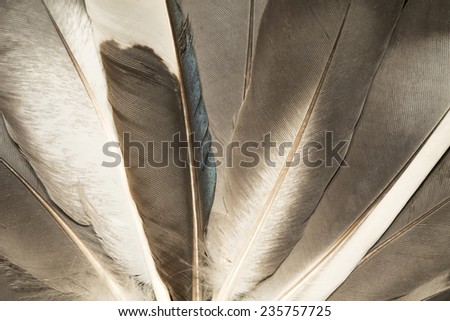 Gray feathers close up