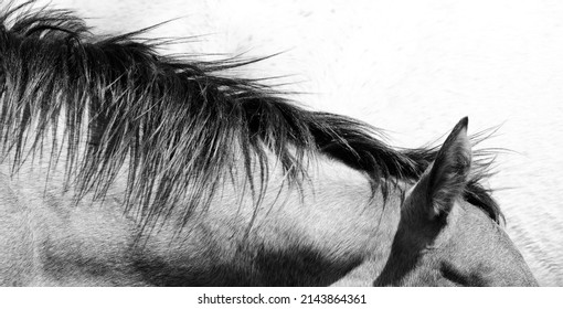 Gray Filly Foal Mane Hair Closeup In Simple Modern Monochrome For Equine Background.