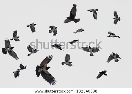 gray flock of crows in flight on background