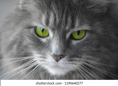 Royalty Free Grey Cat Green Eyes Stock Images Photos Vectors