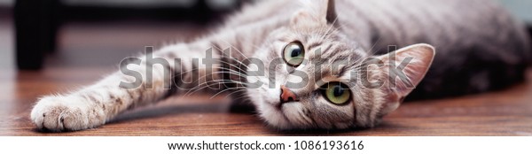 Gray fluffy cat is. The concept of pets. Banner for
website. 