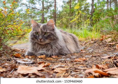 Gray fluffy cat. Pets. Domestic cat lies on the street. Cat with green eyes close-up. The concept is pet walking. Tomcat in the forest. Pet care. Selling pet food. Goods for tomcats.