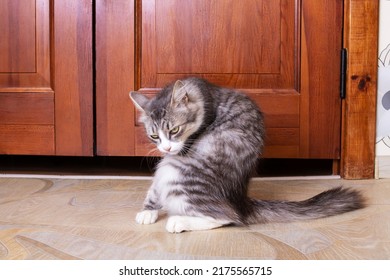 Gray Fluffy Cat Washes Its Tail Close Up