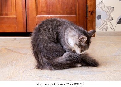 Gray Fluffy Cat Washes Its Tail Close Up