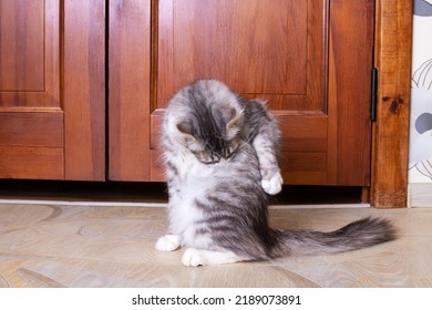 Gray Fluffy Cat Washes Its Tail Close Up