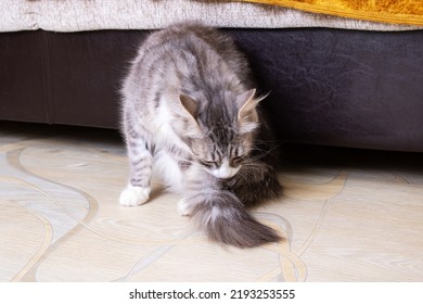 Gray Fluffy Cat Washes Its Tail Close Up