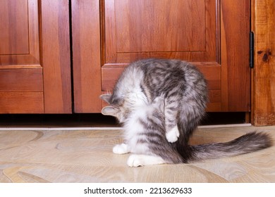 Gray Fluffy Cat Washes Its Tail Close Up