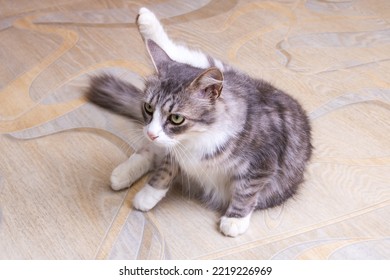 Gray Fluffy Cat Washes Its Tail Close Up