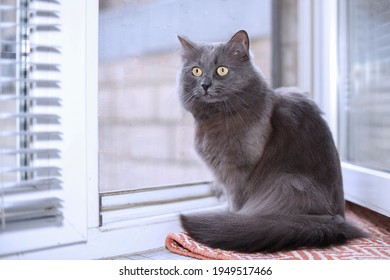 A Gray Fluffy Cat With Yellow Eyes Is Sitting   Near The Window On A Mat. Furry Tail. Close Up. The Health Of Pets. Care. Food.