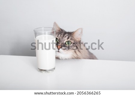 Gray fluffy green-eyed cat looking and sniffing glass of milk on white table in kitchen. Cute hungry Siberian cat smelling food, dining indoors.