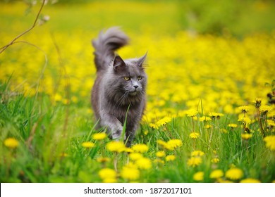 Gray Fluffy Maine Coon Cat Walks Through A Meadow With Grass And Dandelions In The Sun In Summer