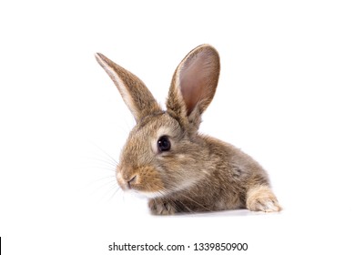 gray fluffy rabbit looking at the signboard. Isolated on white background. Easter bunny - Powered by Shutterstock