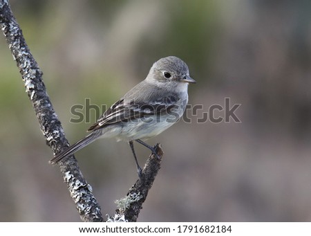 Gray Flycatcher (empidonax wrightii) perched on the end of a branch