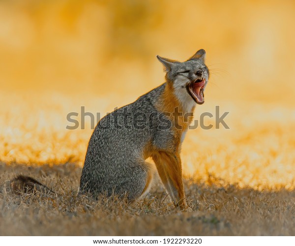 Gray Fox hunts for next\
meal