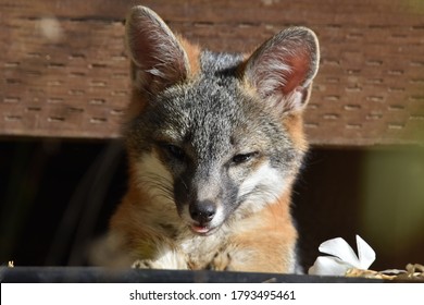 grey fox kit