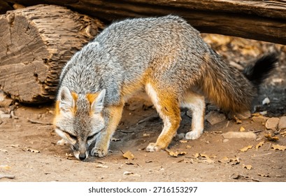 Gray Fox Sniffs The Ground In Big Bend National Park