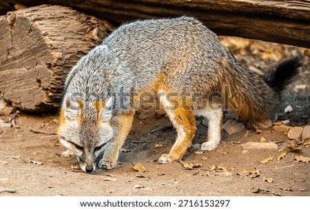 Gray Fox Sniffs The Ground In Big Bend National Park