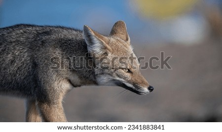 Gray Fox Southamerican Grey Fox at Patagonia