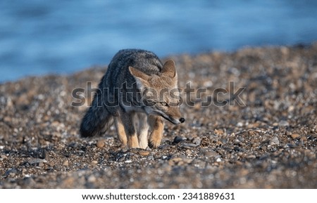 Gray Fox Southamerican  in Patagonia 