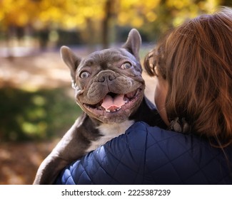 gray french bulldog in the arms of a man