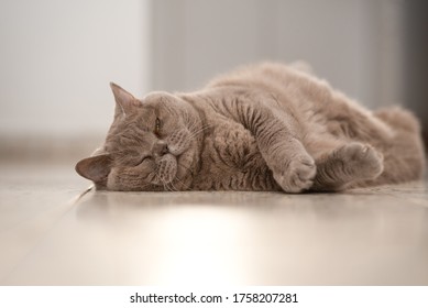 Gray Funny British Shorthair Cat Is Resting In Home. Adult Cat Sleeping Blissfully On Floor In Home. - Shutterstock ID 1758207281