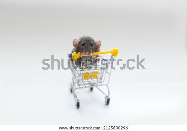 Gray funny rat Dumbo in a shopping cart on a\
white background. She has black eyes and large ears. The concept of\
pets, for pet stores, pet\
supplies.