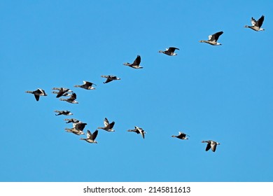 Gray geese (Anser anser) on Rügen.