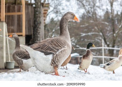 Gray geese and ducks on a winter paddock - Powered by Shutterstock