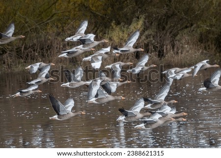 gray geese group flying over water