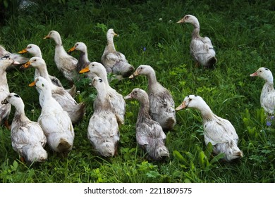 Gray Geese Walking On Green Grass