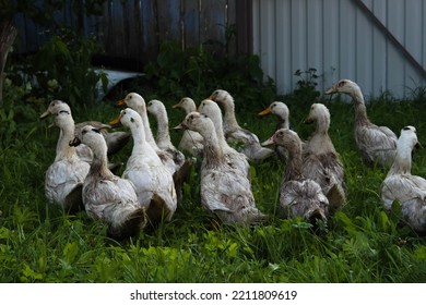 Gray Geese Walking On Green Grass