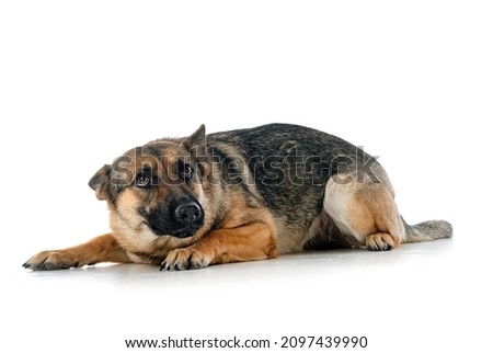 gray german shepherd in front of white background