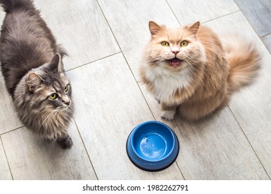 Gray And Ginger Cat By Empty Bowls Of Food In The Kitchen. Portrait Two Cat