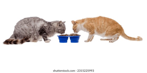 Gray and ginger cat eat dry food in a bowl on a white background - Shutterstock ID 2315225993