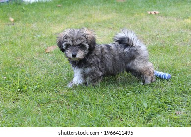 A gray Glen of Imaal Terrier dog in the park - Shutterstock ID 1966411495