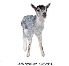 Gray Goat Isolated On White Background