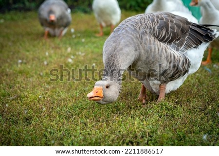 Gray goose against the background of the village in an aggressive stance