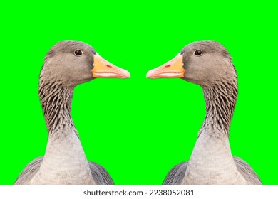 The gray goose is head is turned left and right. Portrait of a bird without a background. Goose PNG