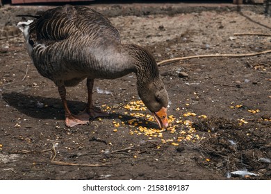 A gray goose pecks corn kernels on a farm. Domestic goose. A domestic goose on a blurry background on a sunny day, a rural scene. Breeding poultry for meat. Selective focus.