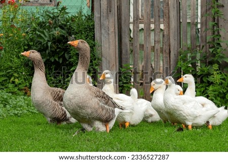 Gray Goose with young white goslings in green grass. A flock of geese enjoy a walk in a Russian village.