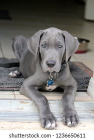 Gray Great Dane Puppy Enjoying Life Stock Photo 1236650611 | Shutterstock