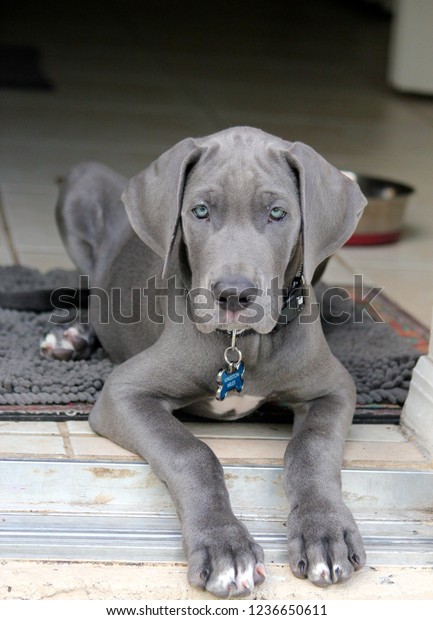 grey great dane puppy